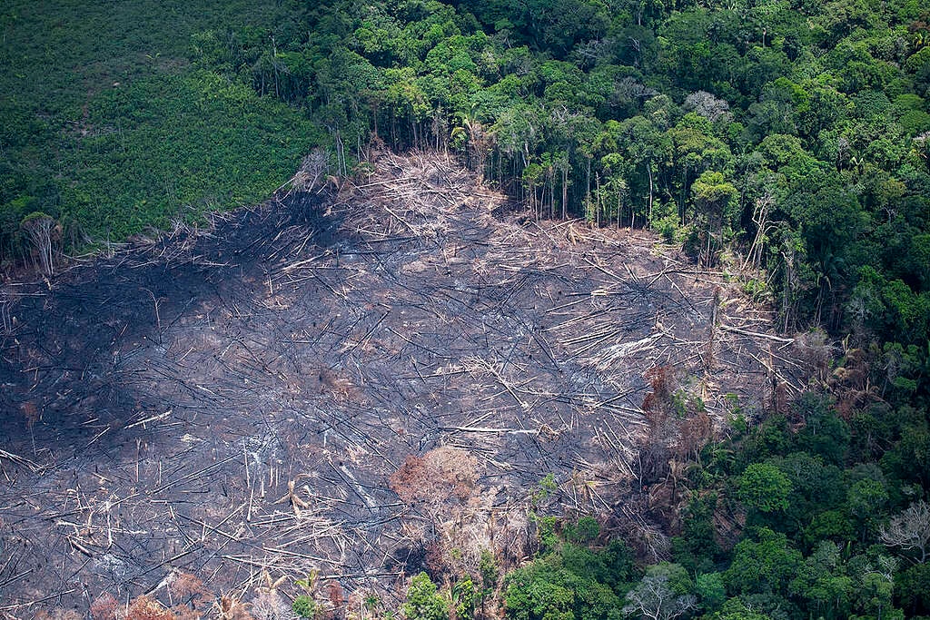 Desmatamento concentra 71% das investigações de crimes ambientais no Amazonas, aponta estudo