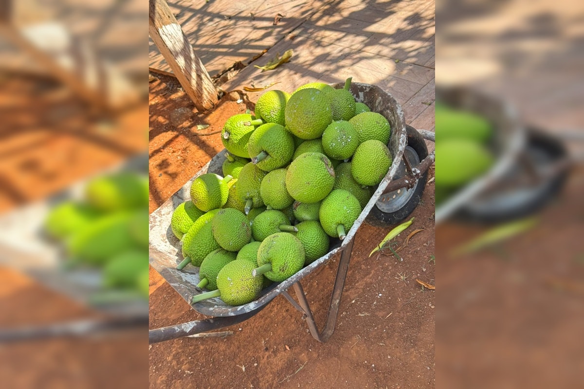 Moradora do DF viraliza ao criar site que liga donos de árvores frutíferas