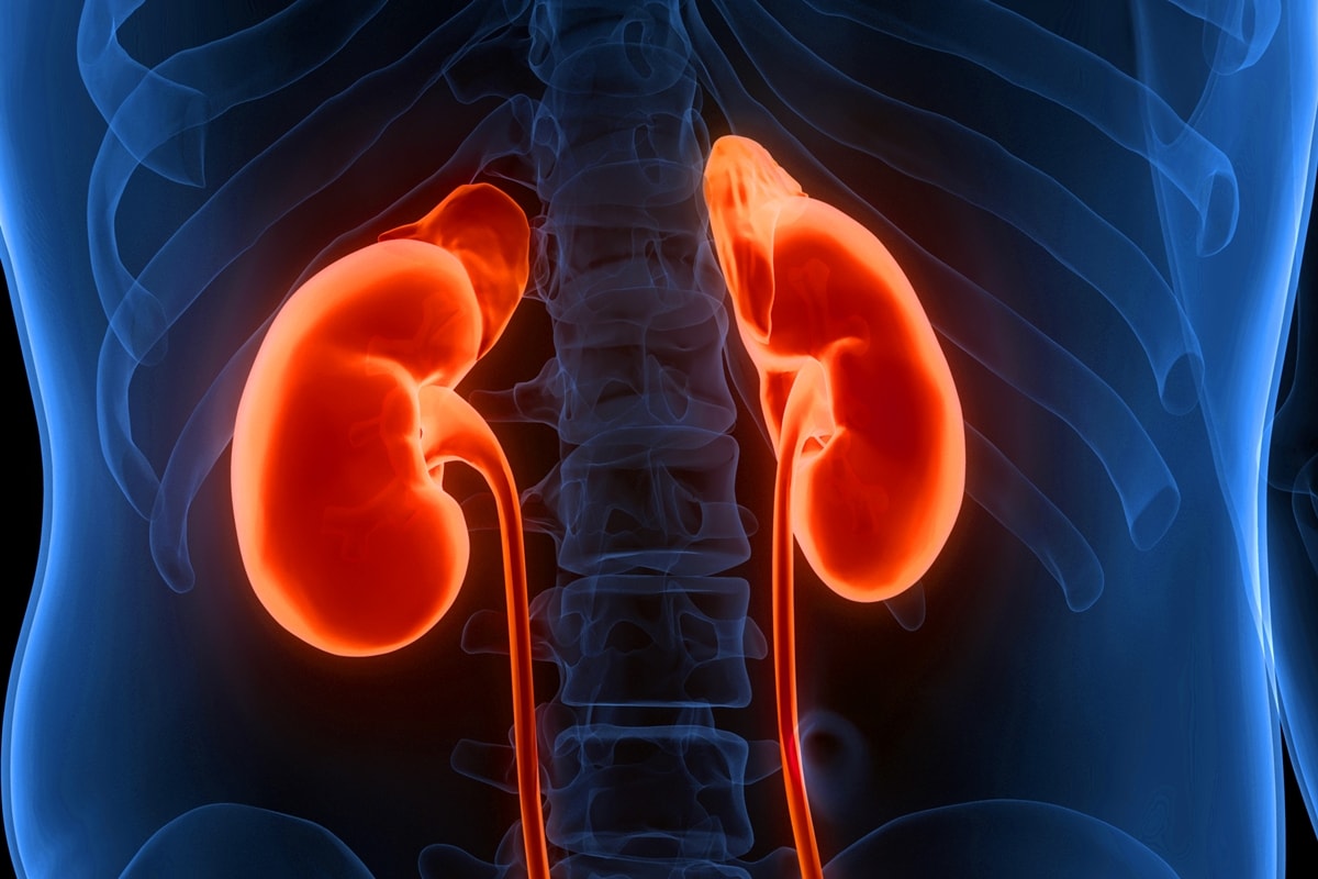 Rins: expert explica como dieta desequilibrada pode prejudicar o órgão