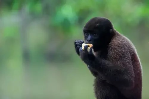 Saiba quantas espécies de primatas existem no Peru e quais estão ameaçadas de extinção