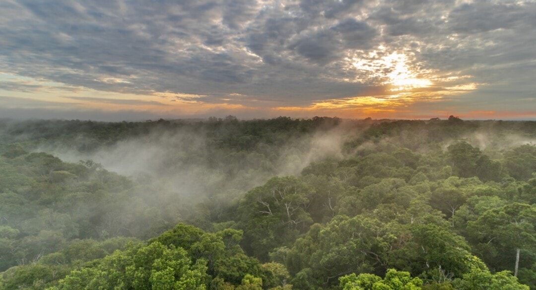 Inpa e Musa inauguram exposição e lançam livro sobre cogumelos da Amazônia
