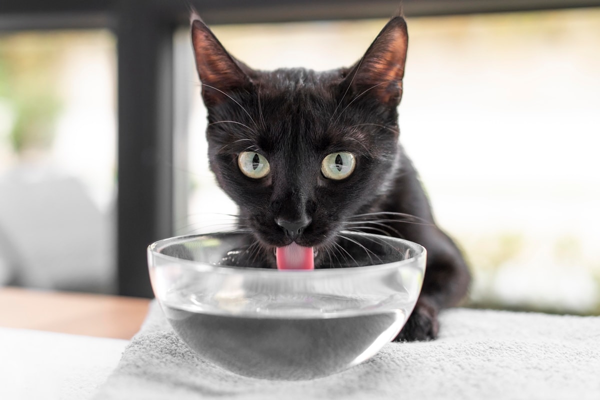 Escovação nos dentes dos gatos evita infecções e graves complicações
