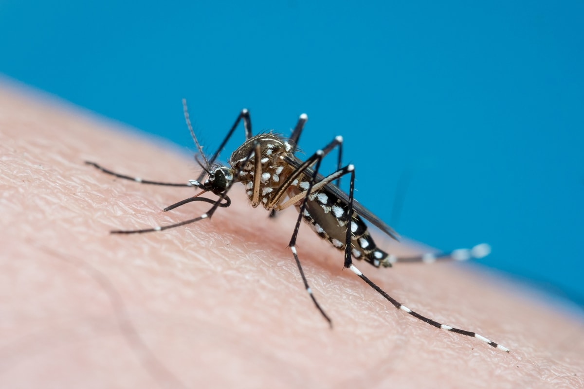 Dengue cai 75% no Brasil, mas El Niño pode provocar nova alta