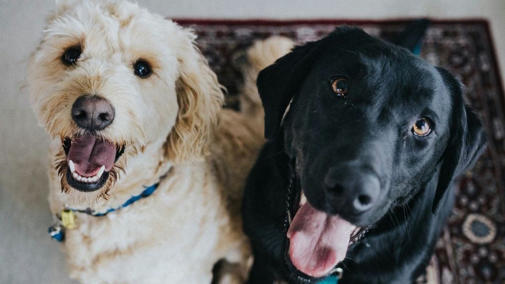 Sul-coreanos recorrem ao tarô para descobrir o que seus pets estão pensando
