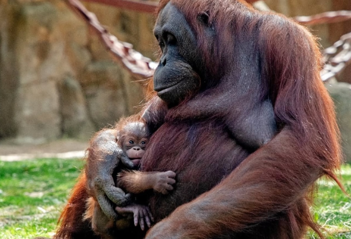 Orangotango dá à luz em zoo da Espanha e emociona visitantes