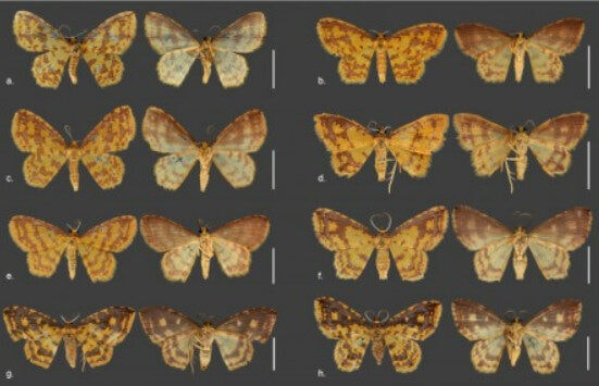 Quatro novas espécies de mariposas encontradas no Amazonas são descritas em homenagem a orixás