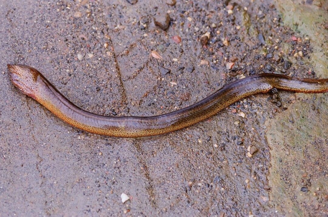 Quanto menos mata menor a diversidade de peixes, revela pesquisa