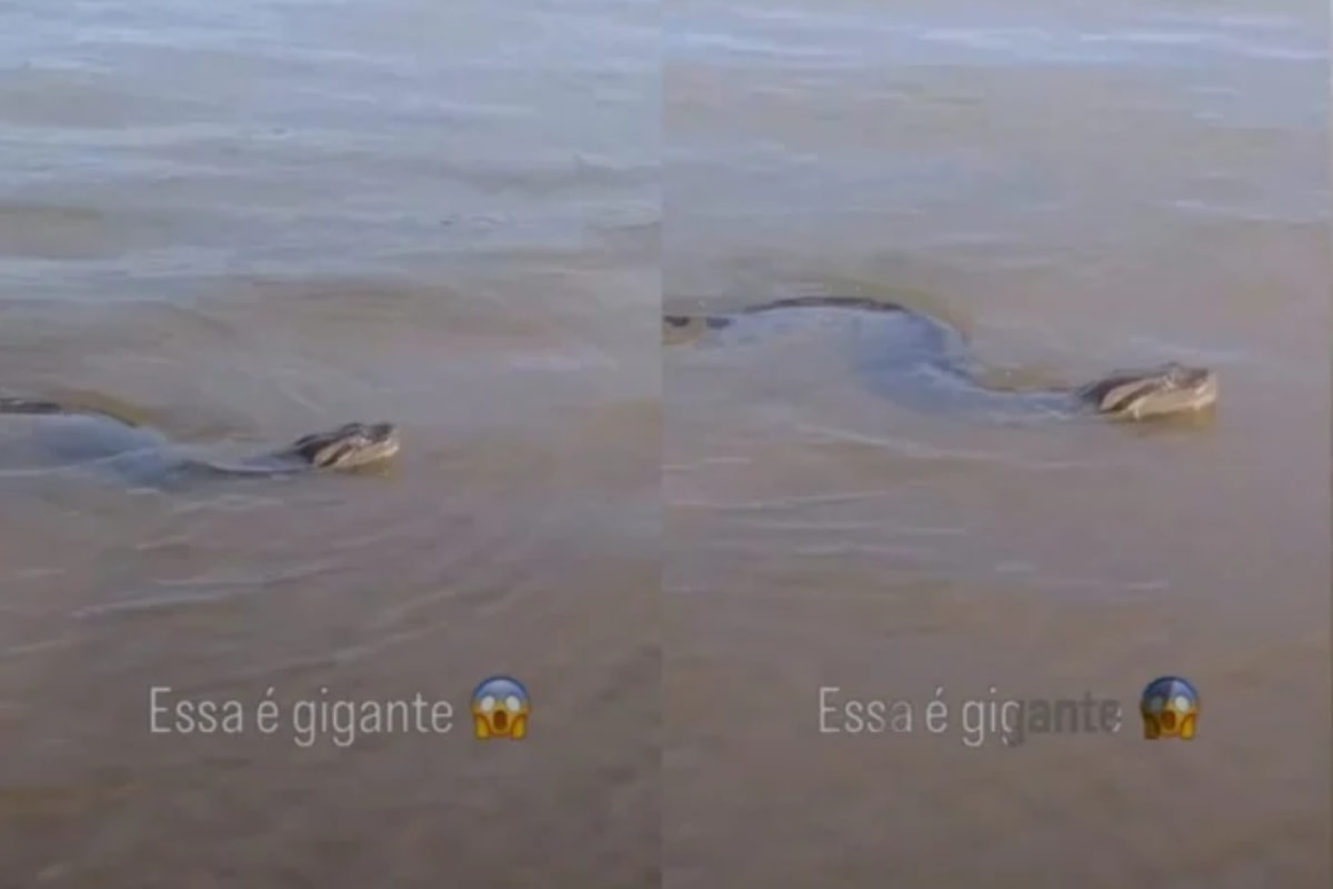 Sucuri gigante é flagrada às margens do Rio Paraná