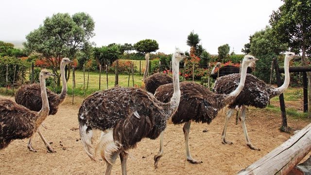 Empresa em Rondônia transforma gordura de avestruz em suplemento