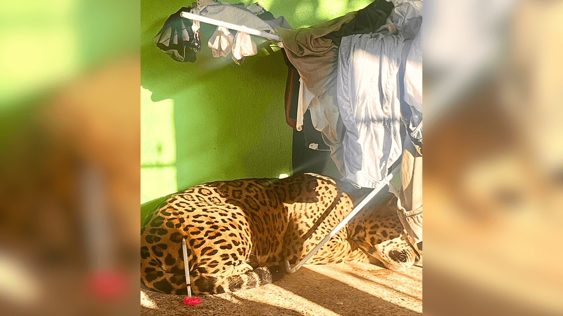 Onça-pintada Manchita é registrada pela primeira vez no Brasil