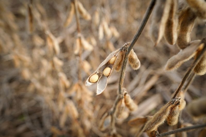 Governo busca priorizar desembarque de fertilizantes para safra 2026/27