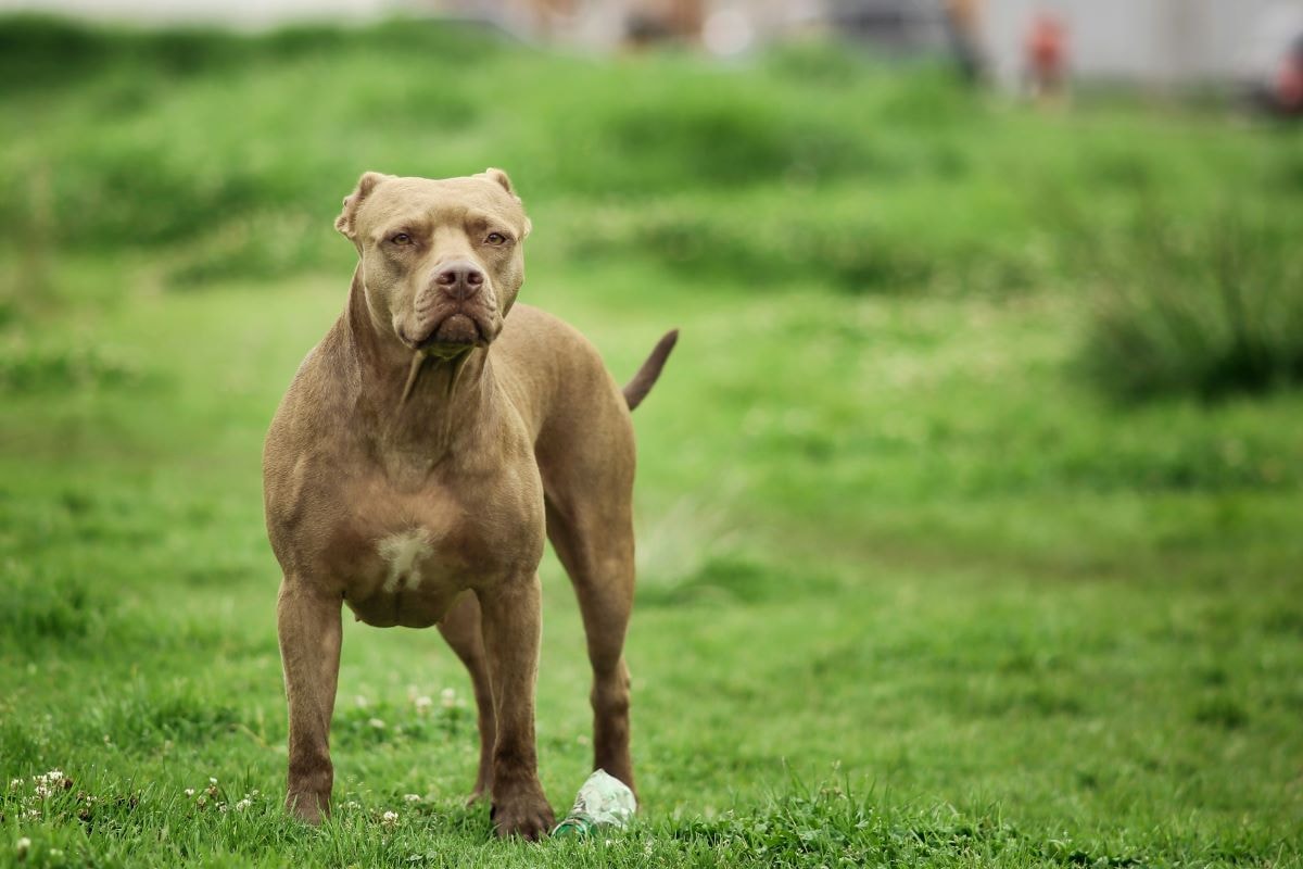 GO: projeto de lei propõe uso de focinheira obrigatório para pit-bulls