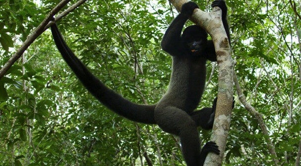 Votação on-line decide nome de macaco-barrigudo nascido em parque ambiental no Acre; saiba como votar