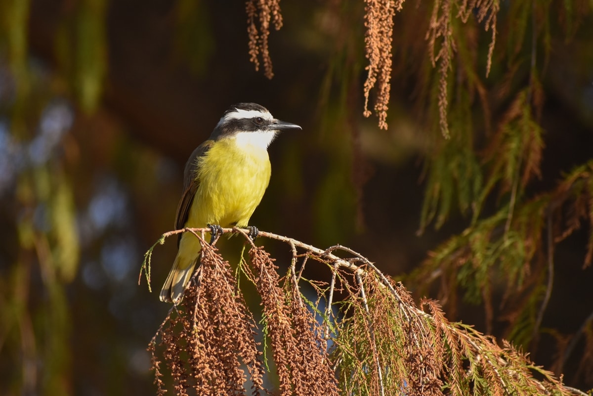 Plataforma colaborativa reúne dados sobre a fauna e flora brasileira