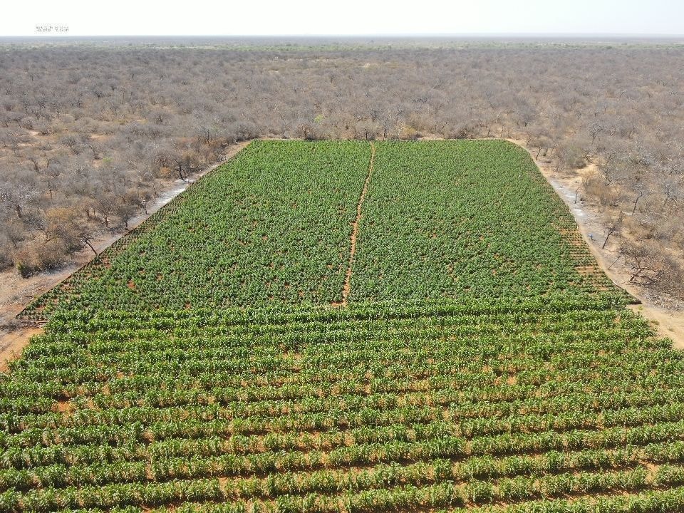 Operação em MG mira CACs suspeitos de vender armas para facções no RJ