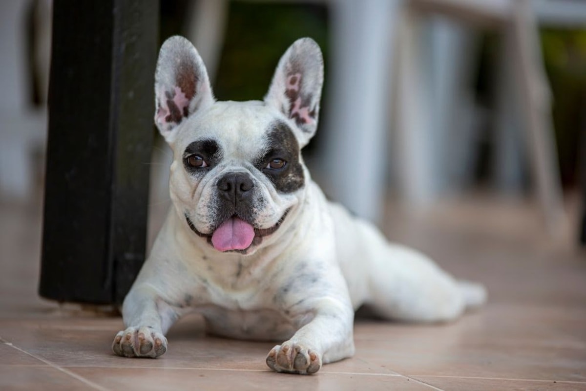 TJMG decide que cachorro dado de presente deve ficar com ex-mulher