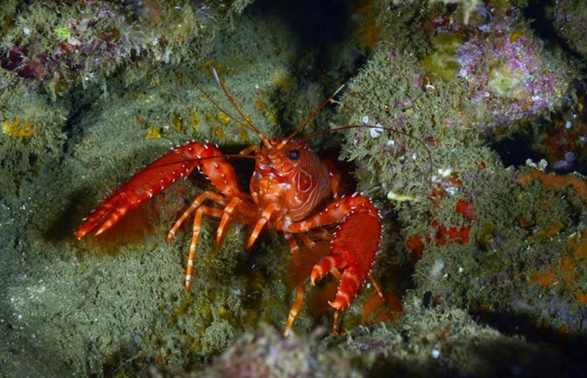 Ativista “salva” lagosta de restaurante, mas animal era pet do dono