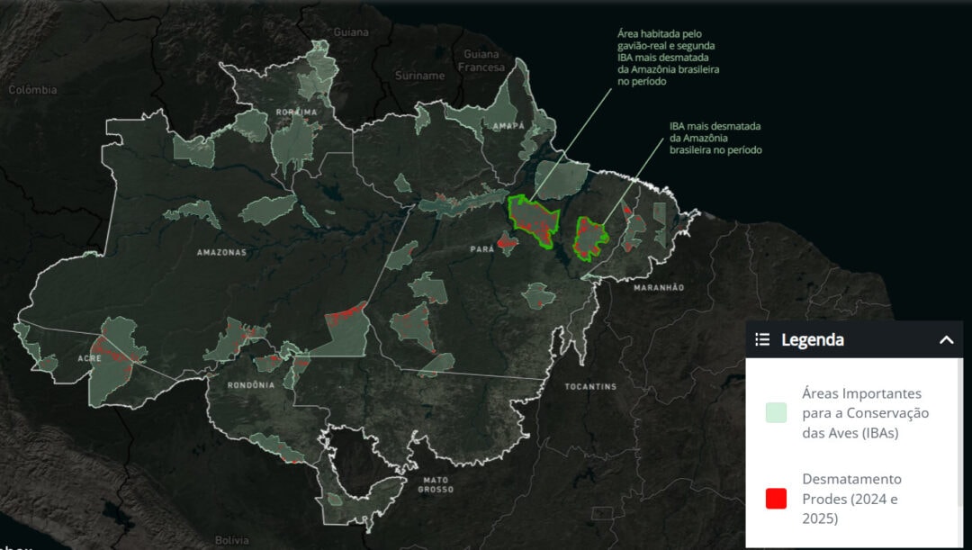 Mais de 1,8 mil km² de áreas para refúgio de aves ameaçadas foram desmatadas na Amazônia brasileira
