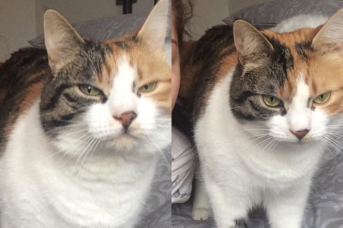 Gata some por 10 anos e reaparece no aniversário de 30 anos da tutora