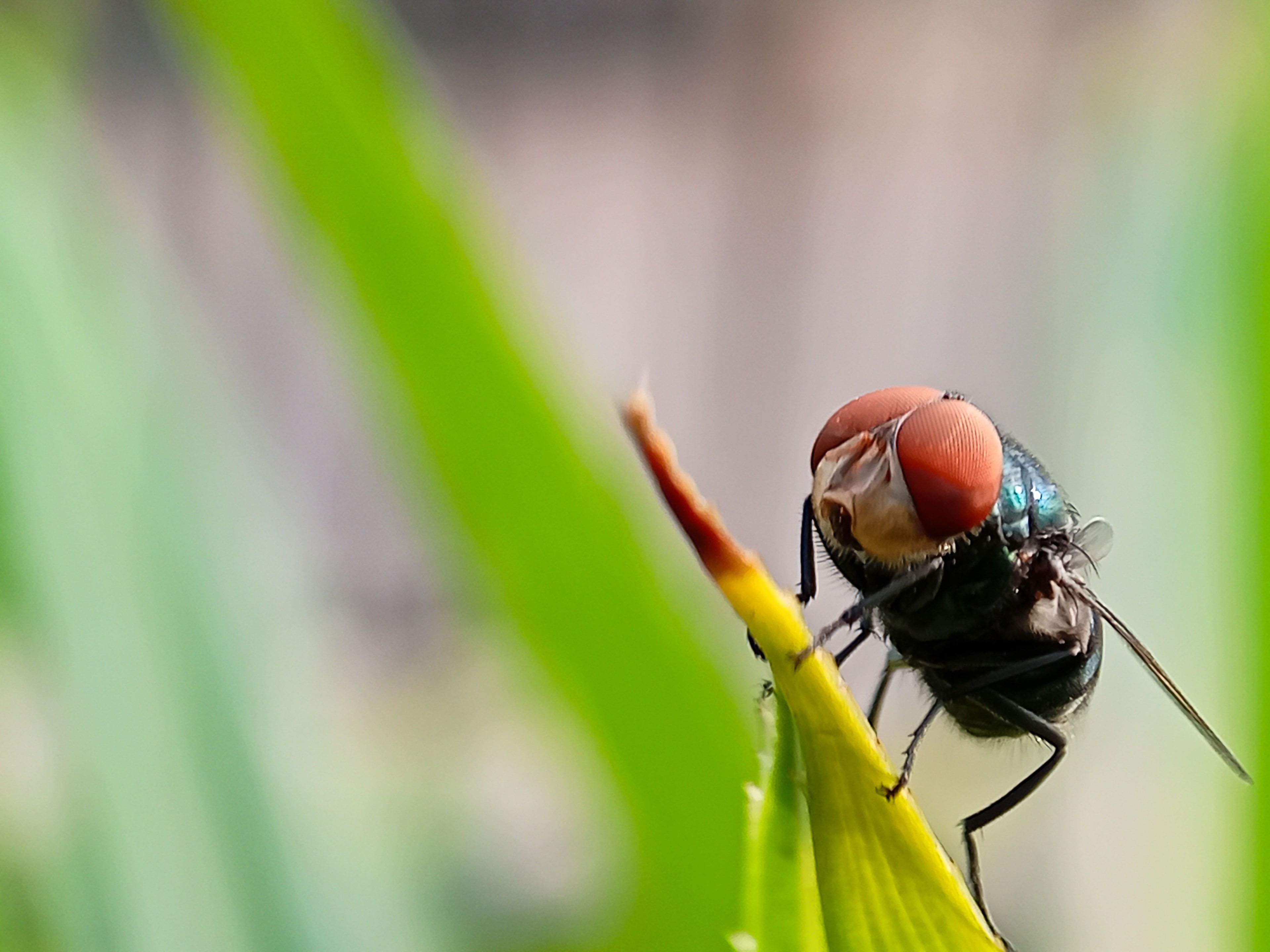 Mosca-da-bicheira é detectada em animal silvestre nos EUA
