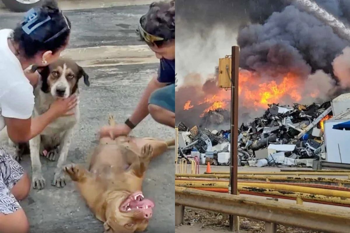 Milagre! Após 17h de incêndio, família reencontra cães desaparecidos
