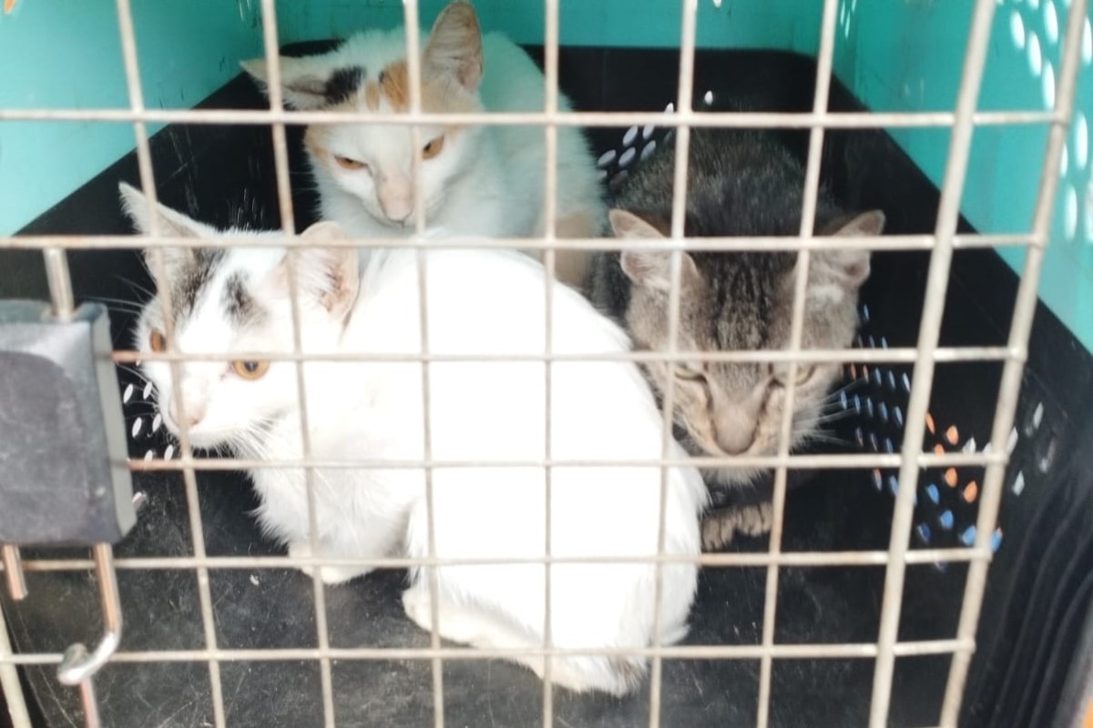 BH cria lei para enfrentar situações de acúmulo de animais