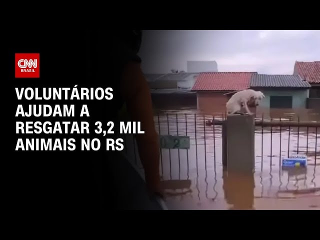 ONG faz campanha para trocar notas fiscais por ajuda a animais resgatados