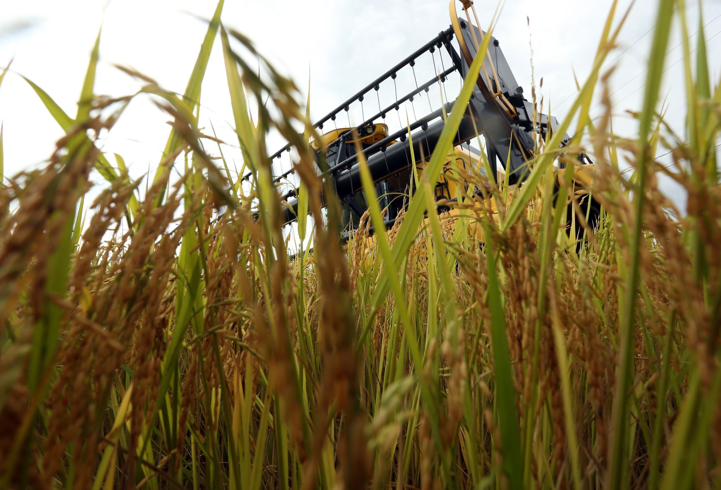 Produtores de arroz de SC temem volta de licença ambiental