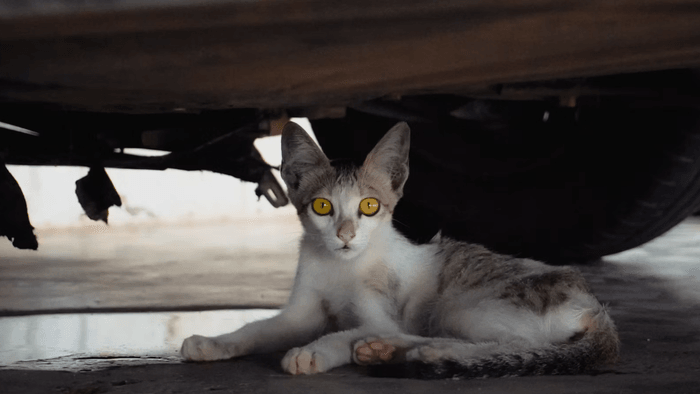 Como é o "olho mágico" da BYD que promete evitar acidentes com pets e crianças