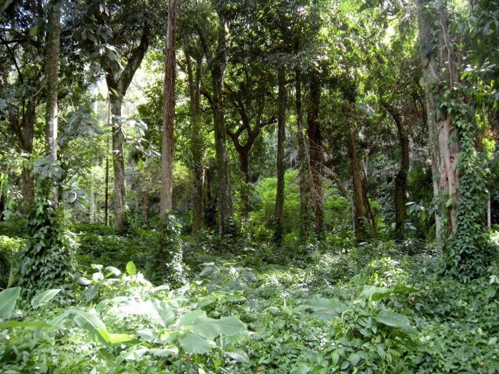 Programa de educação ambiental traz saberes locais para escolas públicas