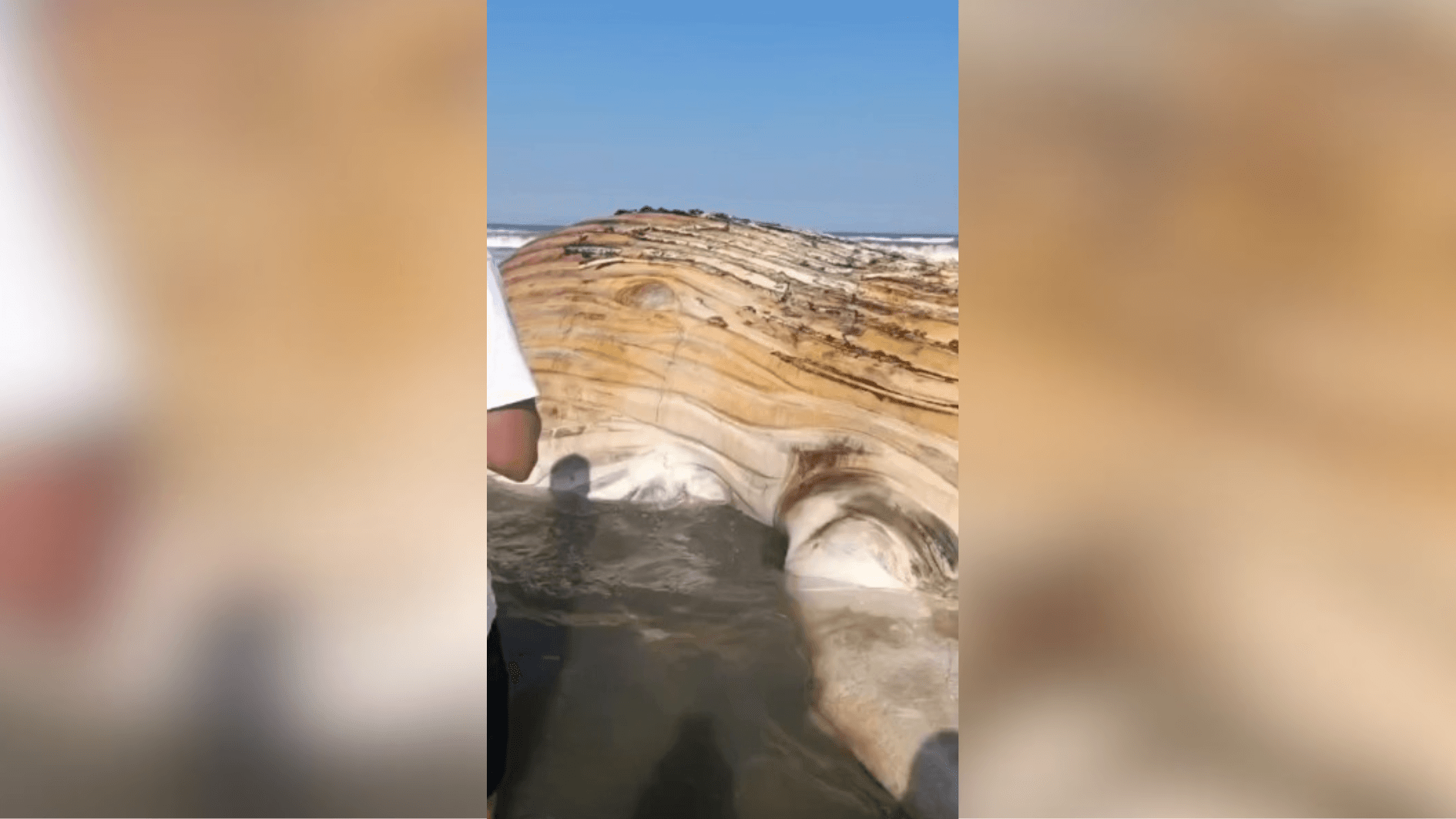 Baleia salta no Leblon e deixa turistas de boca aberta em show da natureza