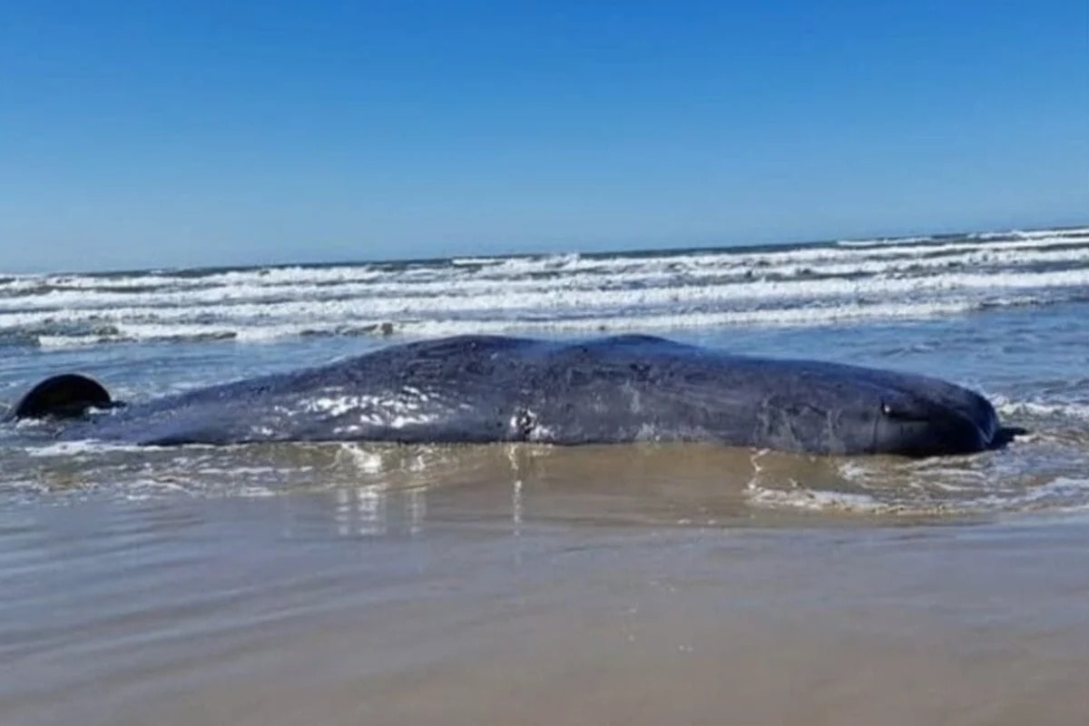 Carcaça de baleia na praia é perigosa e oferece risco mecânico e biológico