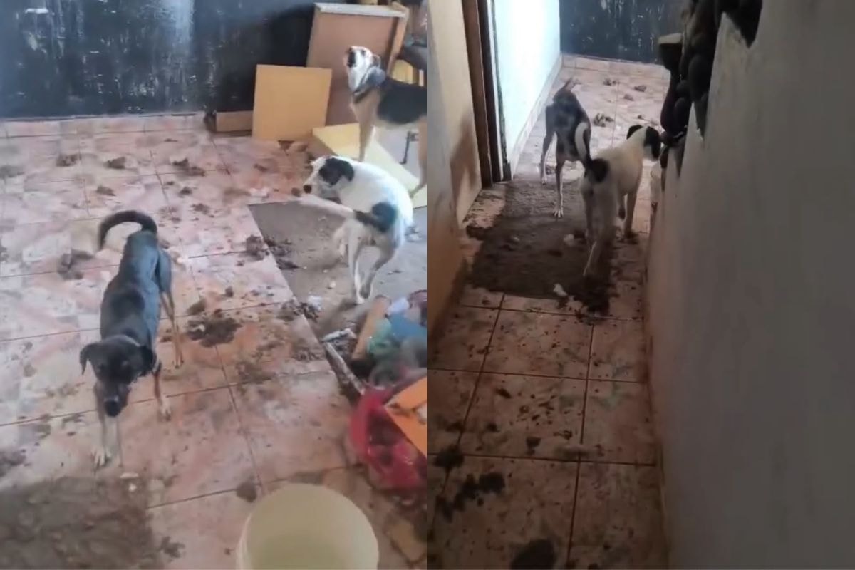 PM resgata mais de 25 animais em situação de abandono e maus-tratos