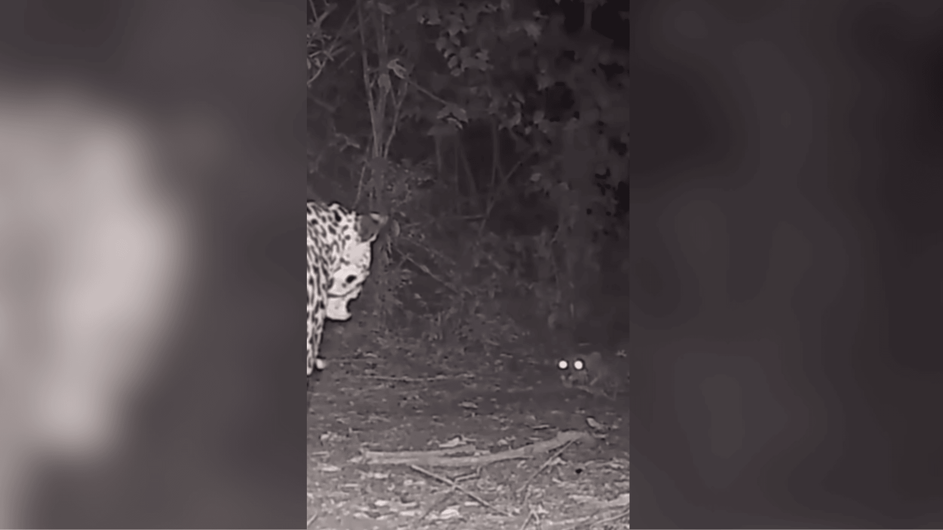Onça-pintada é encontrada em SP após caminhar dezenas de km por rodovia