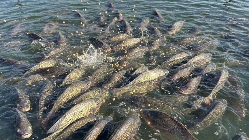 Governo quer incentivar o consumo de pescado no país