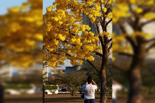 Minha Brasília Amarela: ipês inundam a cidade e deixam moradores apaixonados
