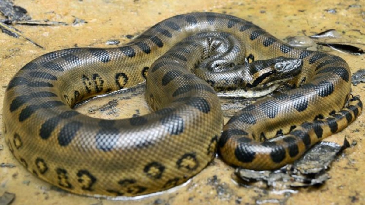 Sucuri arrasta capivara pela cabeça às margens de córrego em MS. Veja vídeo