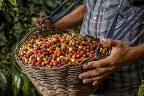 Estudo de novas variedades de cacau no Peru determinará sua resistência ao clima e às pragas