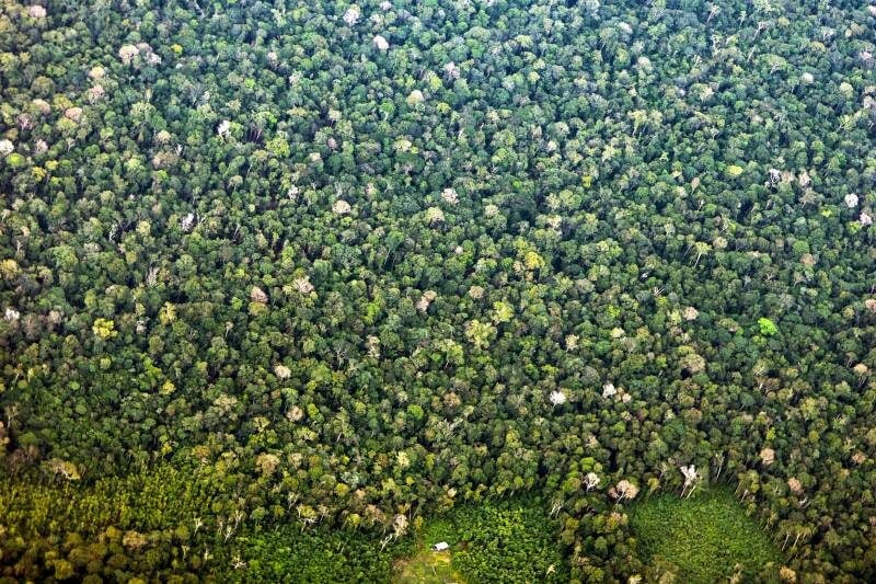 APA Triunfo do Xingu é a área protegida mais pressionada pelo desmatamento na Amazônia no primeiro trimestre de 2026