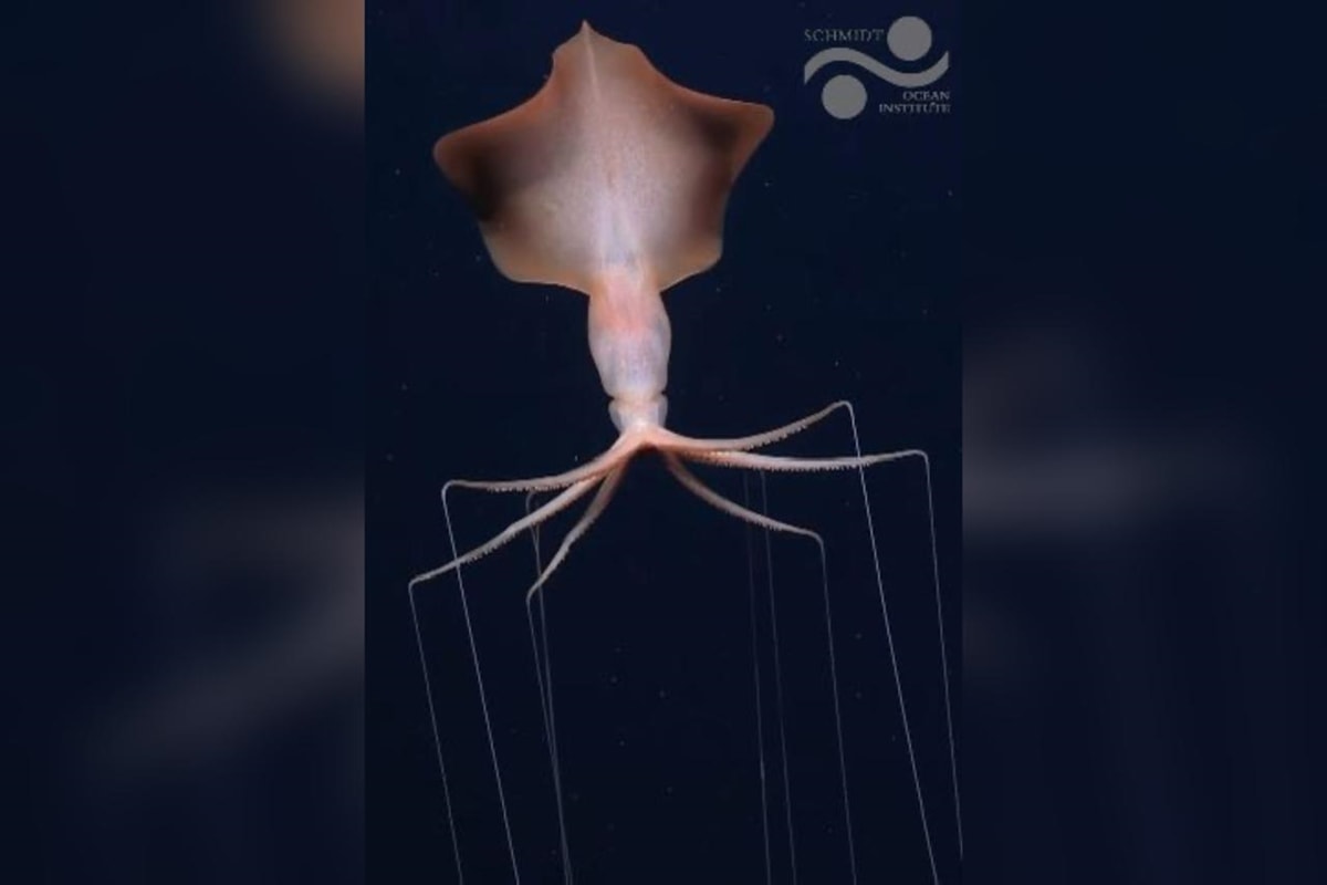 Expedição registra duas lulas-gigantes raras no oceano profundo