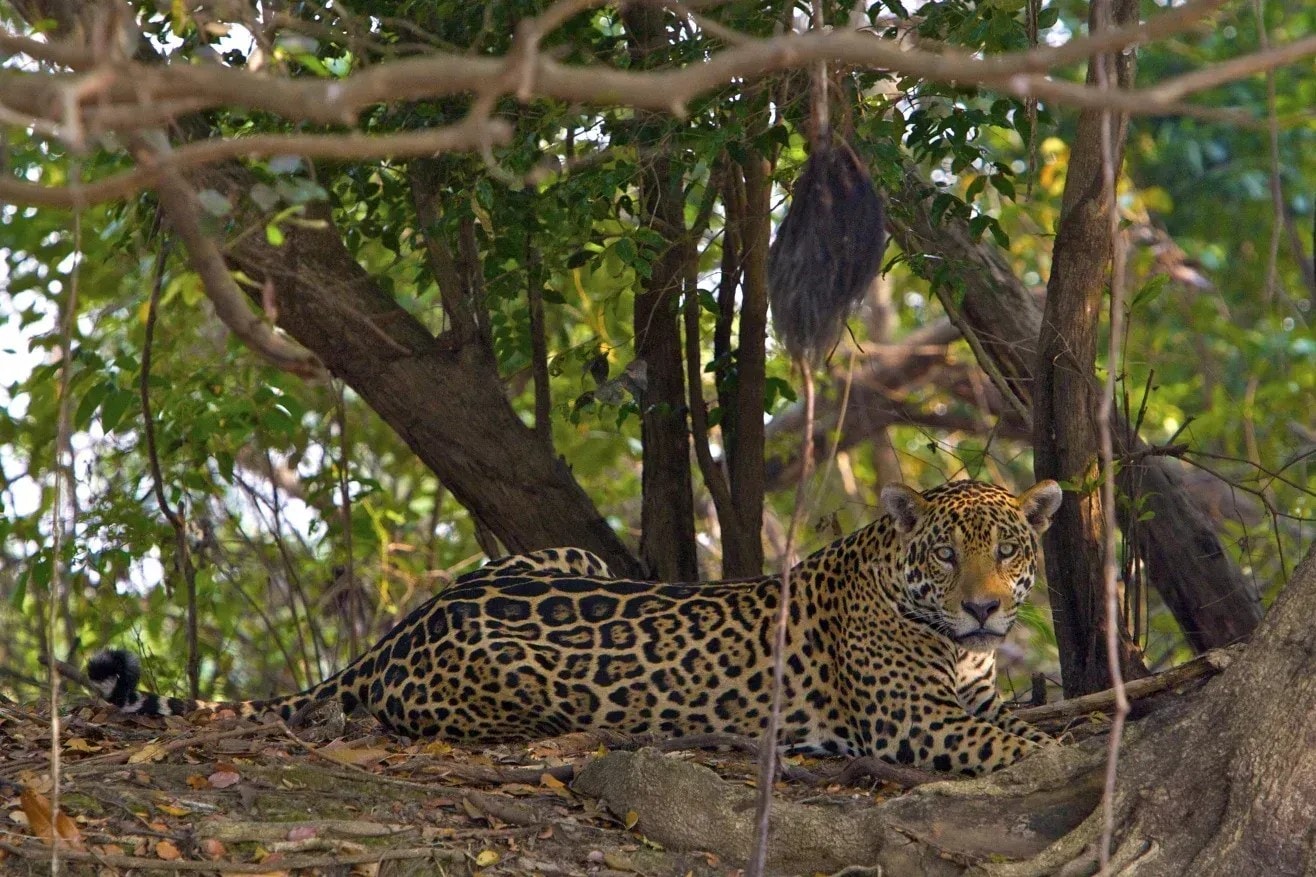Cachorro caramelo vira raça no México e brasileiros ficam enfurecidos
