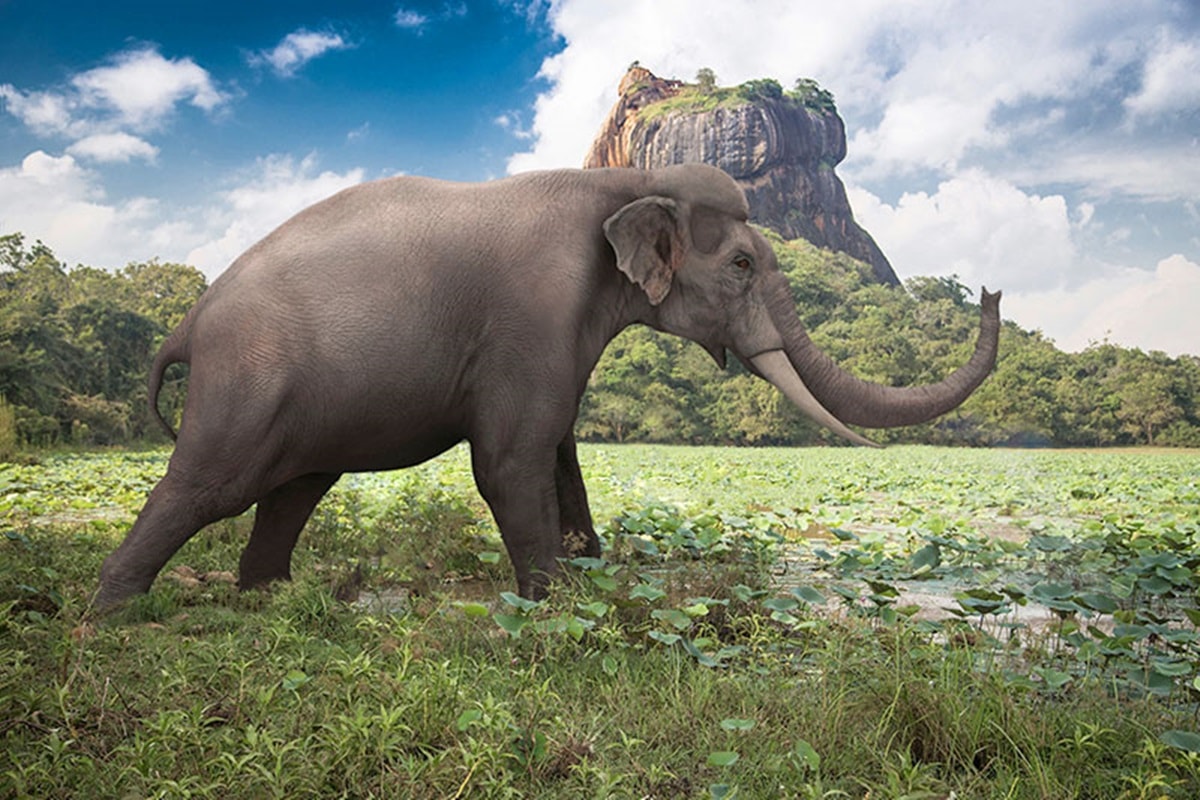 Paleoartistas recriam mamíferos gigantes extintos há quase 10 mil anos