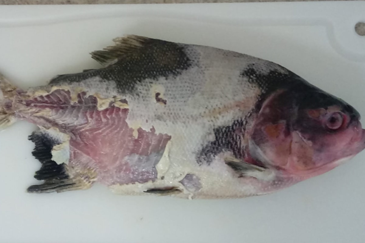 Peixes de criação brasileira são diagnosticados com bactéria grave