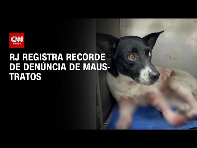 VÍDEO: menor felino selvagem do Brasil é registrado por câmera no RS