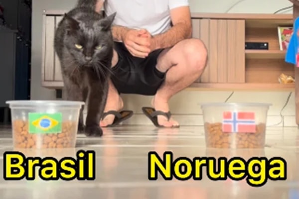 Gato vidente que acertou resultados da Copa faz previsão para Brasil x Noruega