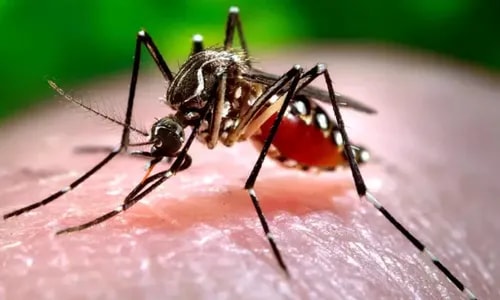 Casos de chikungunya saltam de 18 para 1.027 em um ano em cidade na Bahia