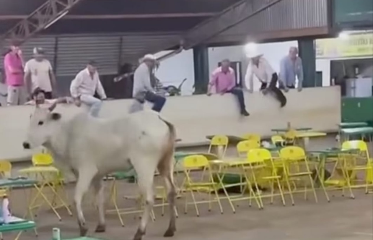 Boi escapa de leilão em Frutal (MG) e avança na multidão. Vídeo