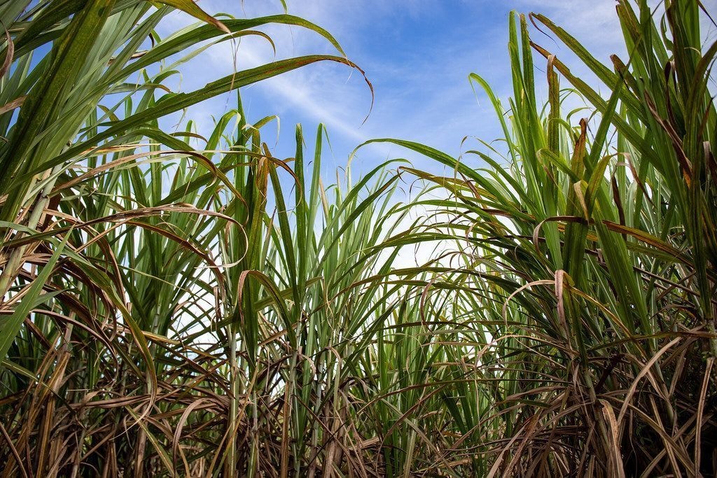 Brasil adere a programa da OCDE e amplia presença em pesquisa agropecuária