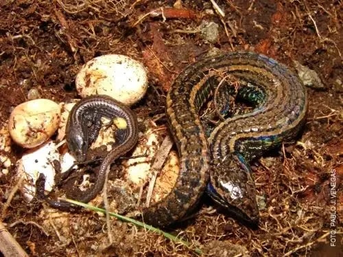 Cajamarca é o lar de nova espécie de lagarto descoberta na floresta de Pagaibamba