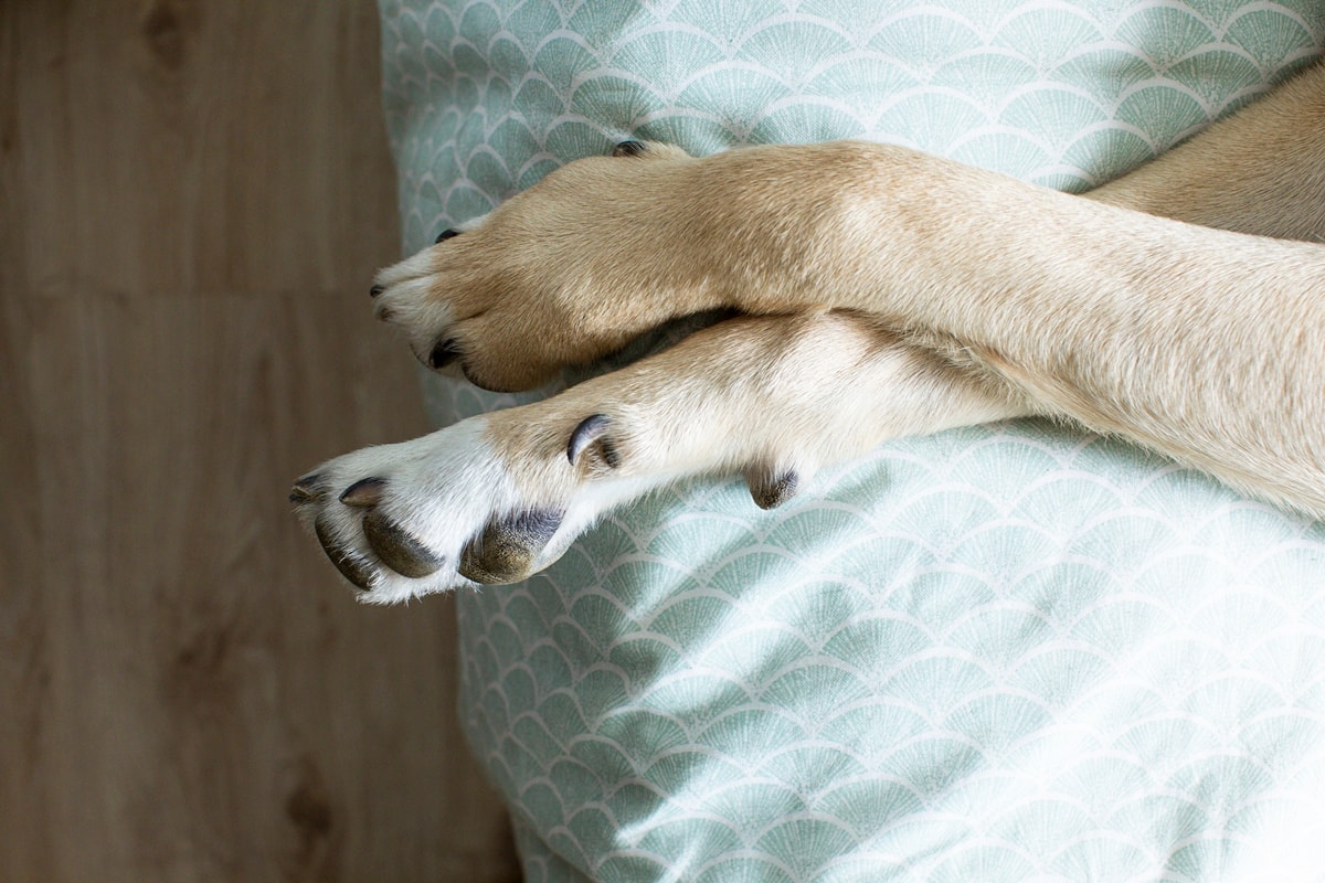 Você está cuidando das patas do seu cão do jeito certo? Descubra